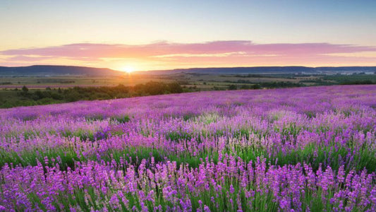 Lavender: Science Behind the Calming Oil